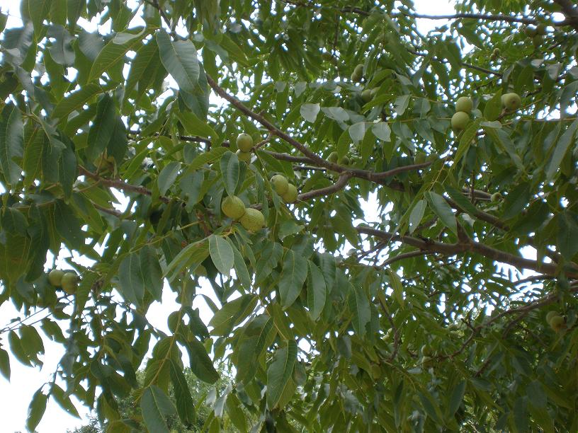 ������֦��Ҷï