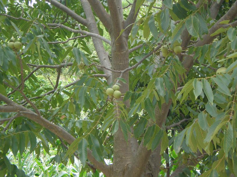 ˶������