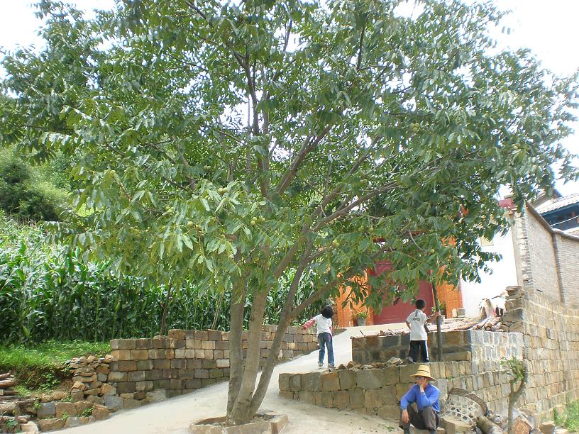 �Ҽ��ſڵĺ�����