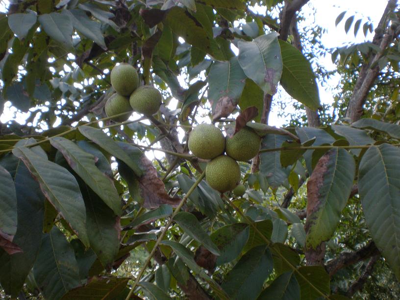 ��������ѳ���