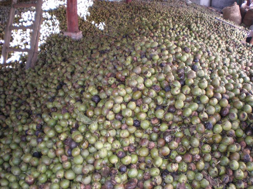 ������Ƥ������