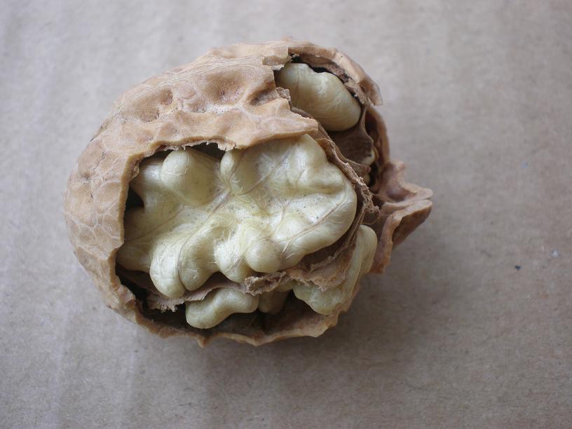 ��Ҧ����