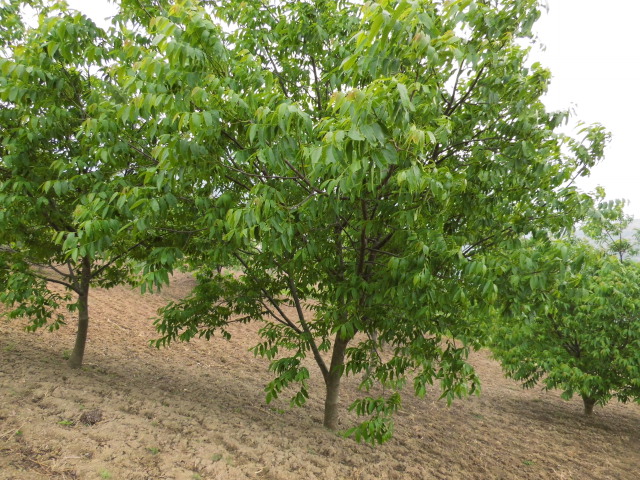 ��˾���ջ���